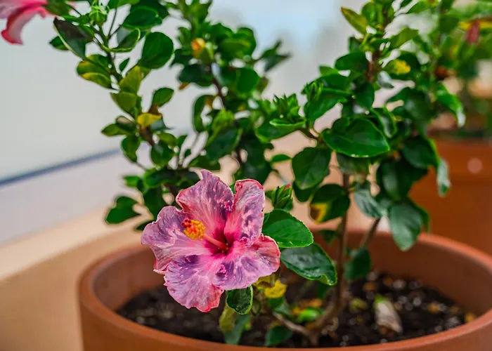 بيت للعطل - 3 Bedroom House With Pool